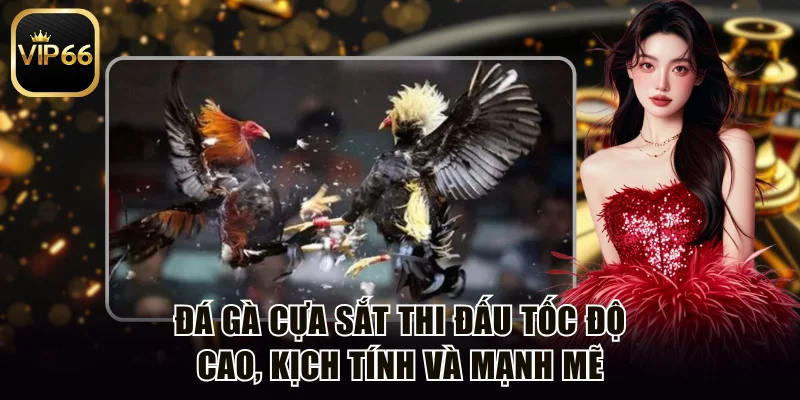 Đá gà cựa sắt thi đấu tốc độ cao, kịch tính và mạnh mẽ