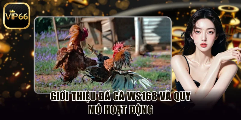 Giới thiệu đá gà WS168 và quy mô hoạt động