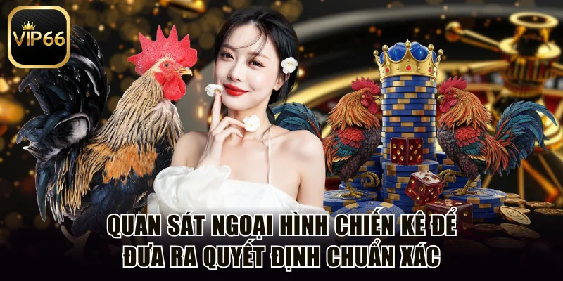 Quan sát ngoại hình chiến kê để đưa ra quyết định chuẩn xác